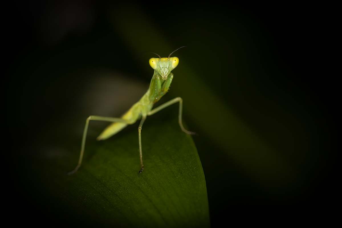 The watchful mantis by EB Photography  Image: Baby mantis portrait looking straight at the camera with black background
