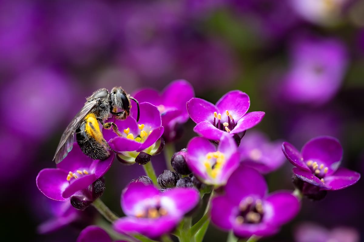 A bee among blooms by EB Photography  Image: Native bee gathering pollen on purple flower