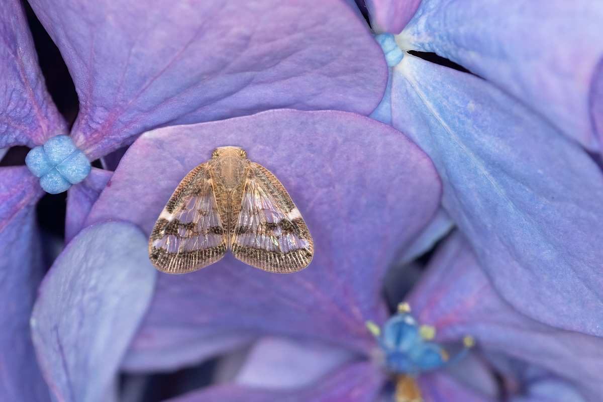 Planthopper on purple by EB Photography  Image: Brown planthopper on a bed of purple flowers