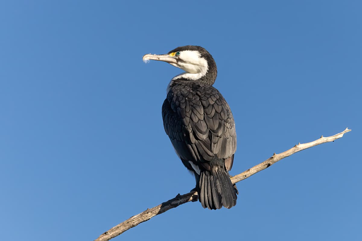 Standing watch by EB Photography  Image: Shag sitting on branch with blue sky in the background