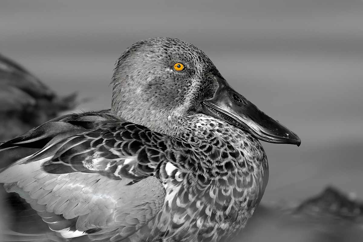 Australasian Shoveler by EB Photography 