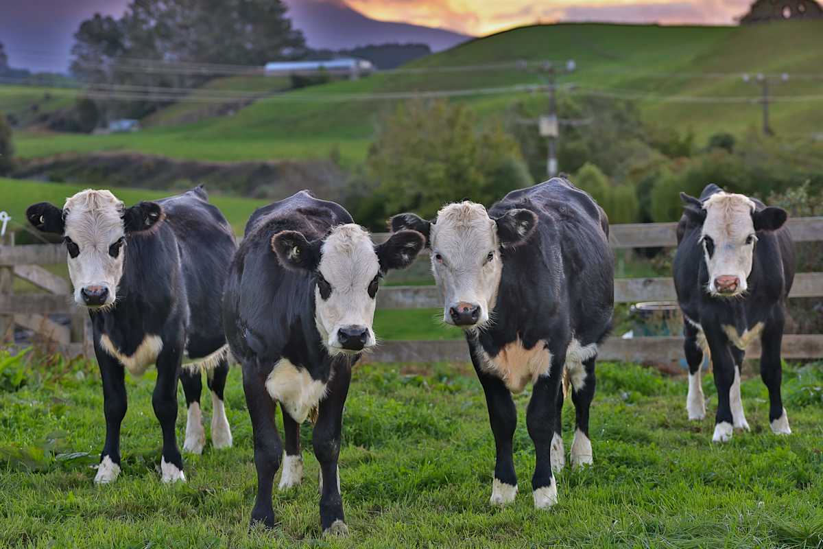 Curious cows by EB Photography 