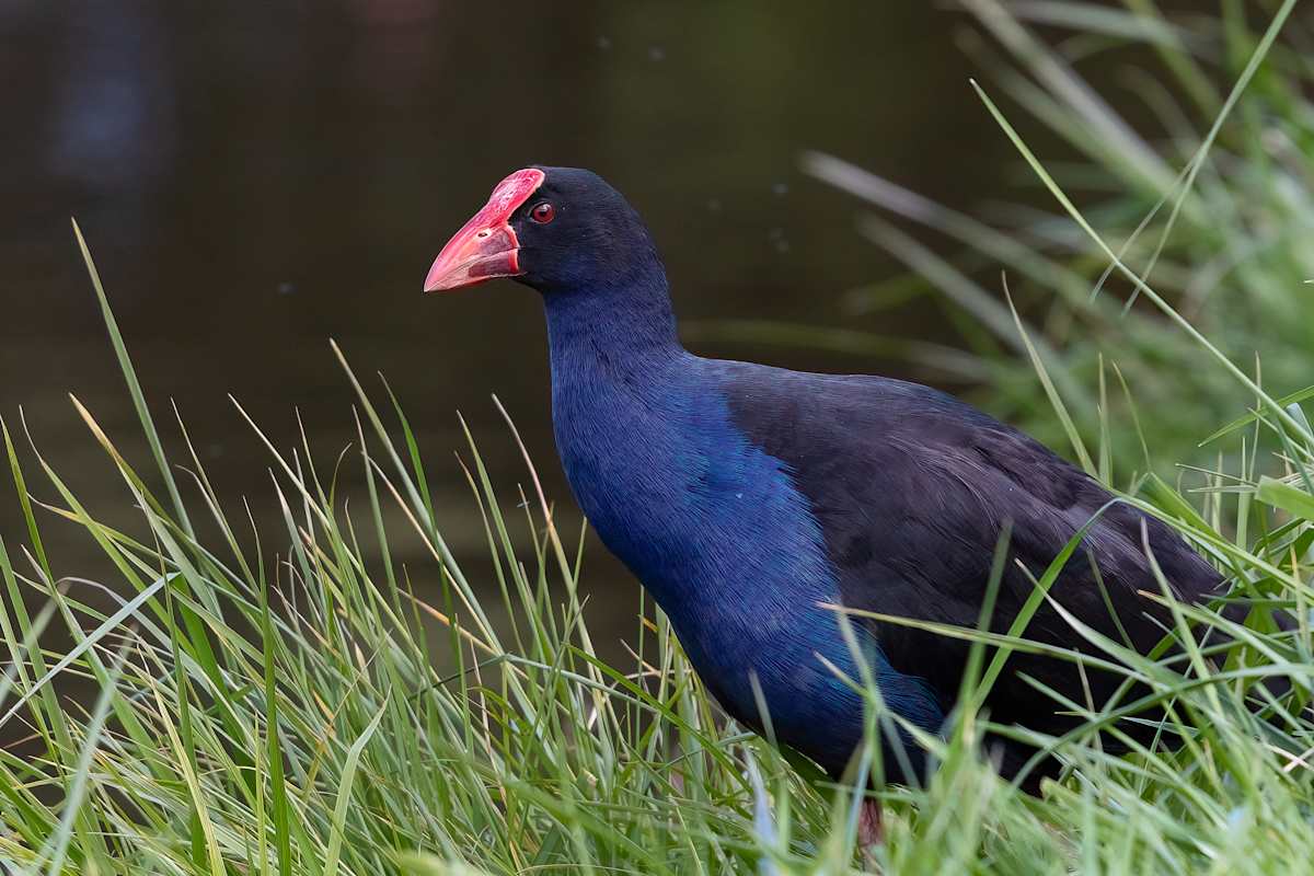 Hiding in the grass by EB Photography 