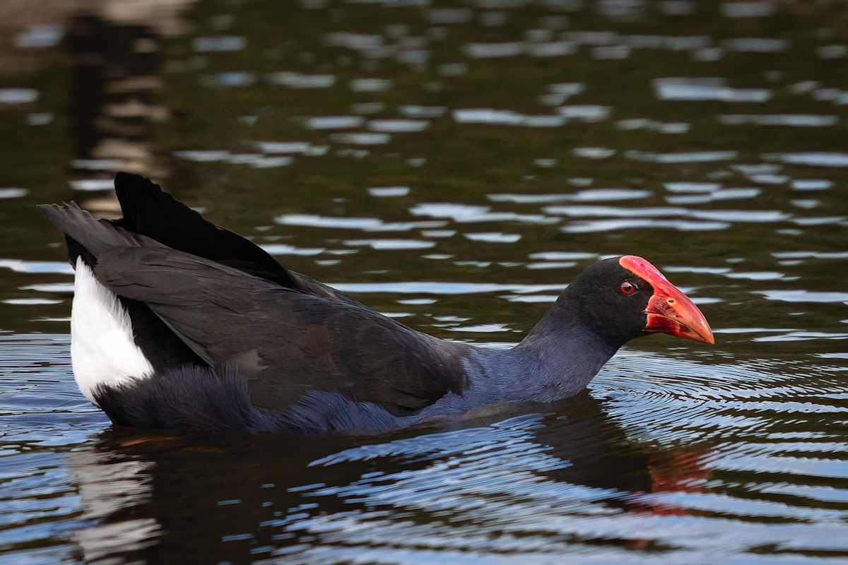 Swimming Pukeko by EB Photography  Image: Pukeko swimming in a lagoon
