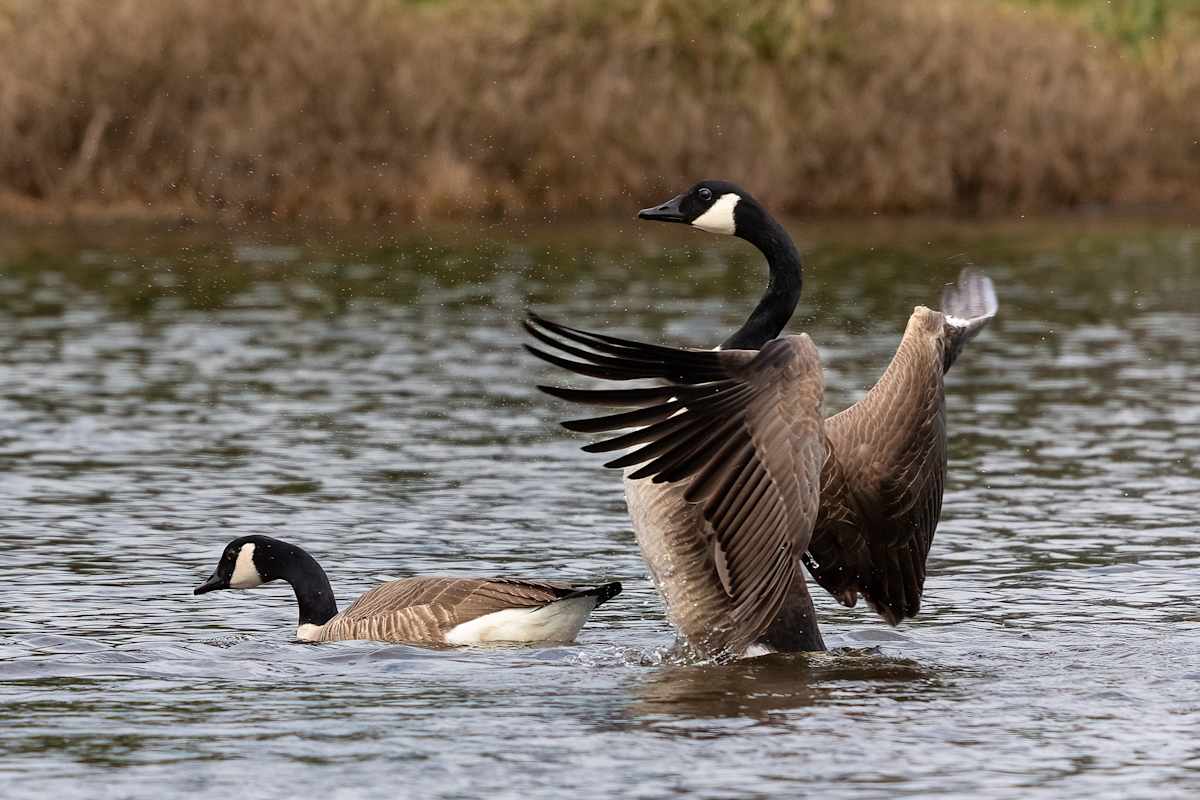 Grumpy Goose by EB Photography  Image: Grumpy goose chasing another goose with its tongue out