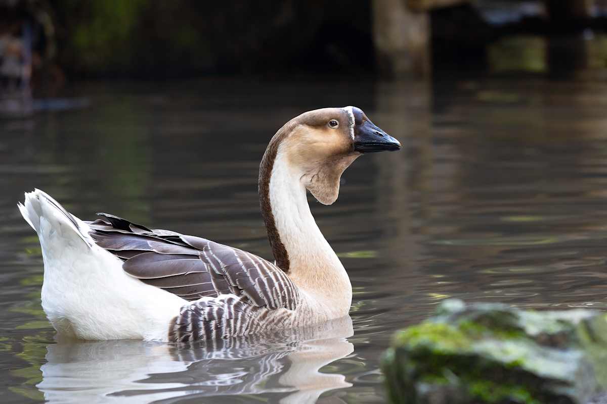 Swan Goose by EB Photography  Image: Swan goose swimming in lake at Staglands
