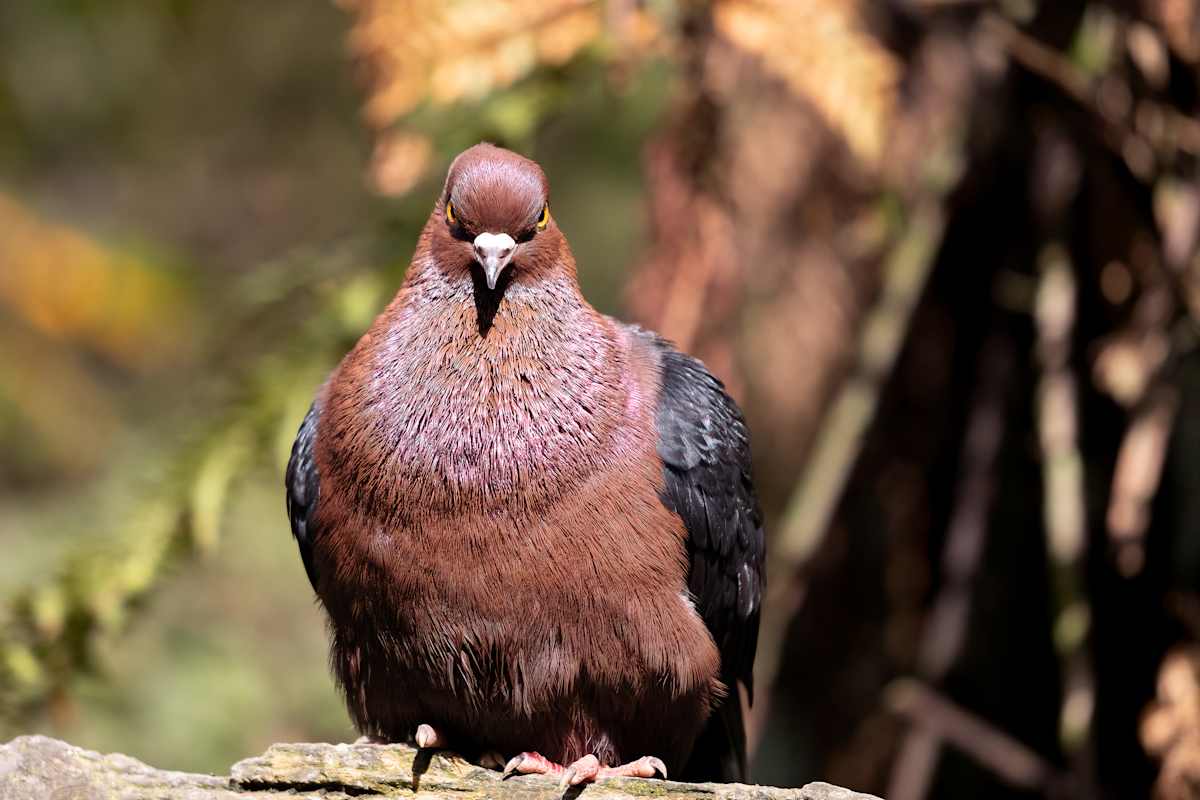 Grumpy bird by EB Photography  Image: Archangel pidgeon looking grumpy sitting on a stick at Staglands