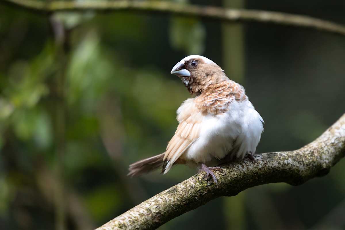 White-rumped Munia by EB Photography  Image: White-rumped Munia sitting on branch at Staglands