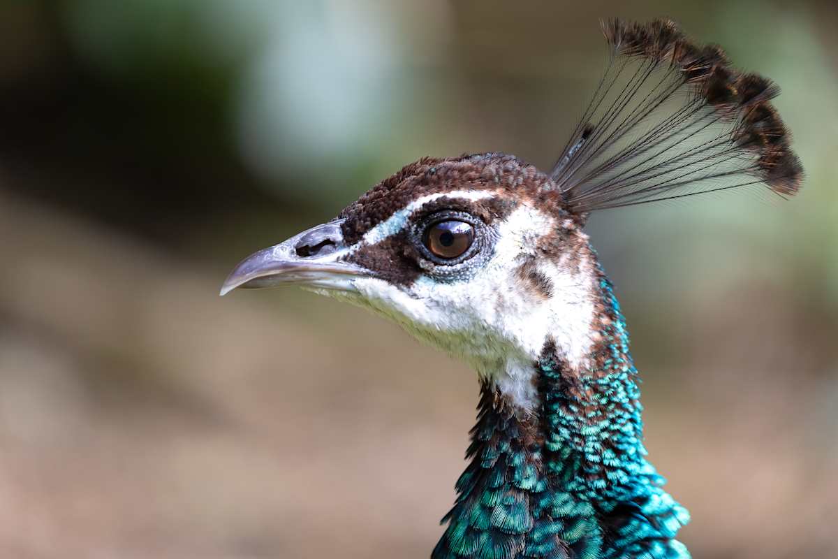 Do you like my hair? by EB Photography  Image: Peacock side profile at Staglands