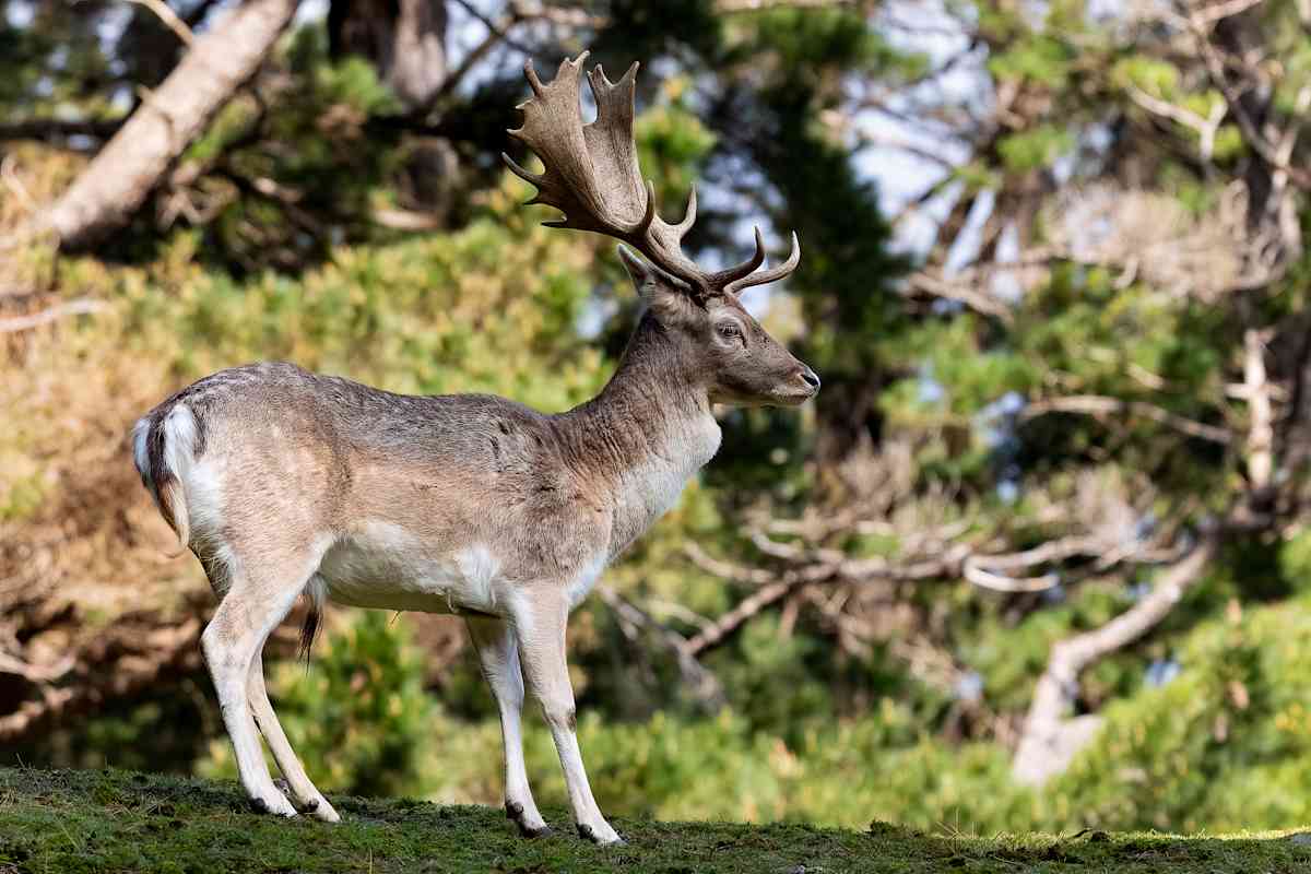 Stag at Staglands by EB Photography  Image: Deer with large antlers standing on hill in front of trees at Staglands