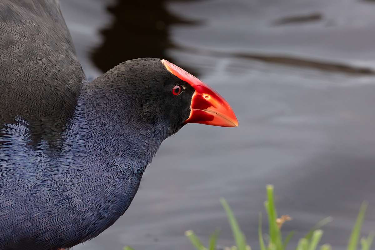 Ready to strike by EB. Photography 