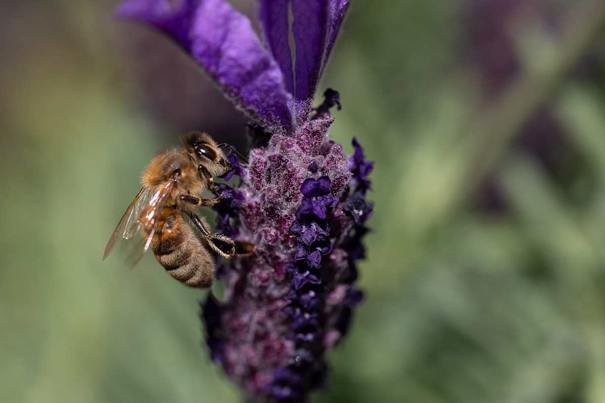 Lavender meal by EB Photography 