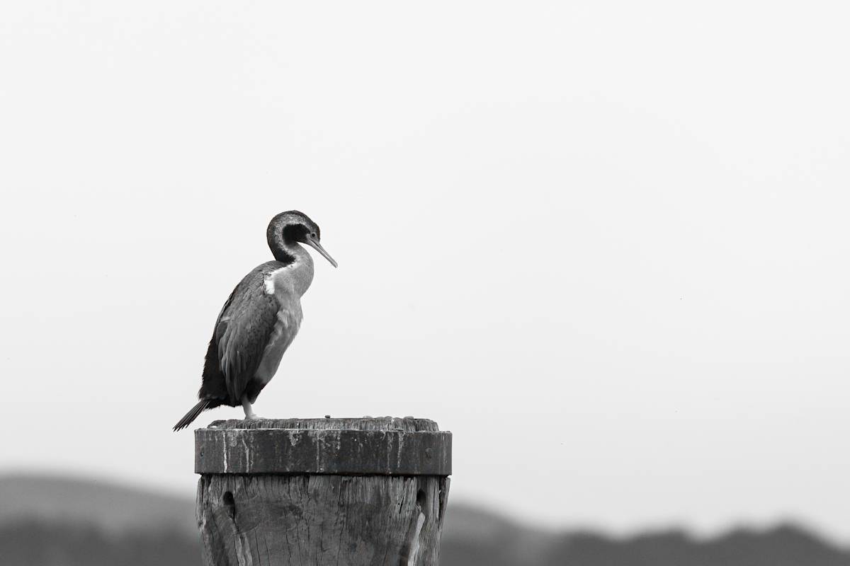 Contemplative Shag by EB Photography  Image: B&W Shag standing on post at Oamaru Shag colony