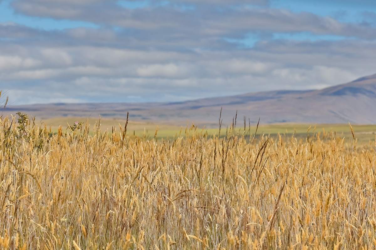 Golden fields under a vast sky by EB Photography 