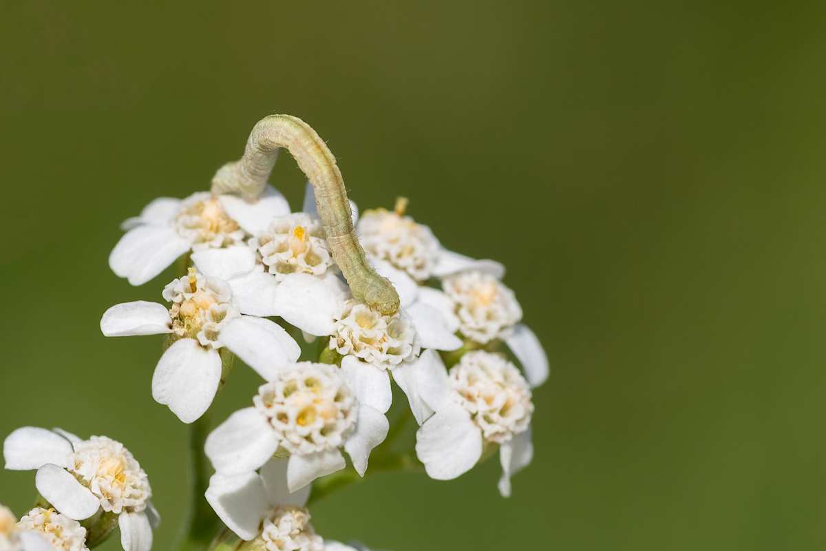 Tiny crawler by EB Photography  Image: Moth larvae eating on top of a white plant