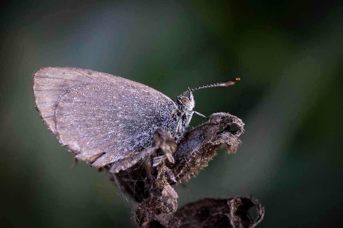 Calm times by EB Photography  Image: Gossamer blue butterfly sitting on dead flower