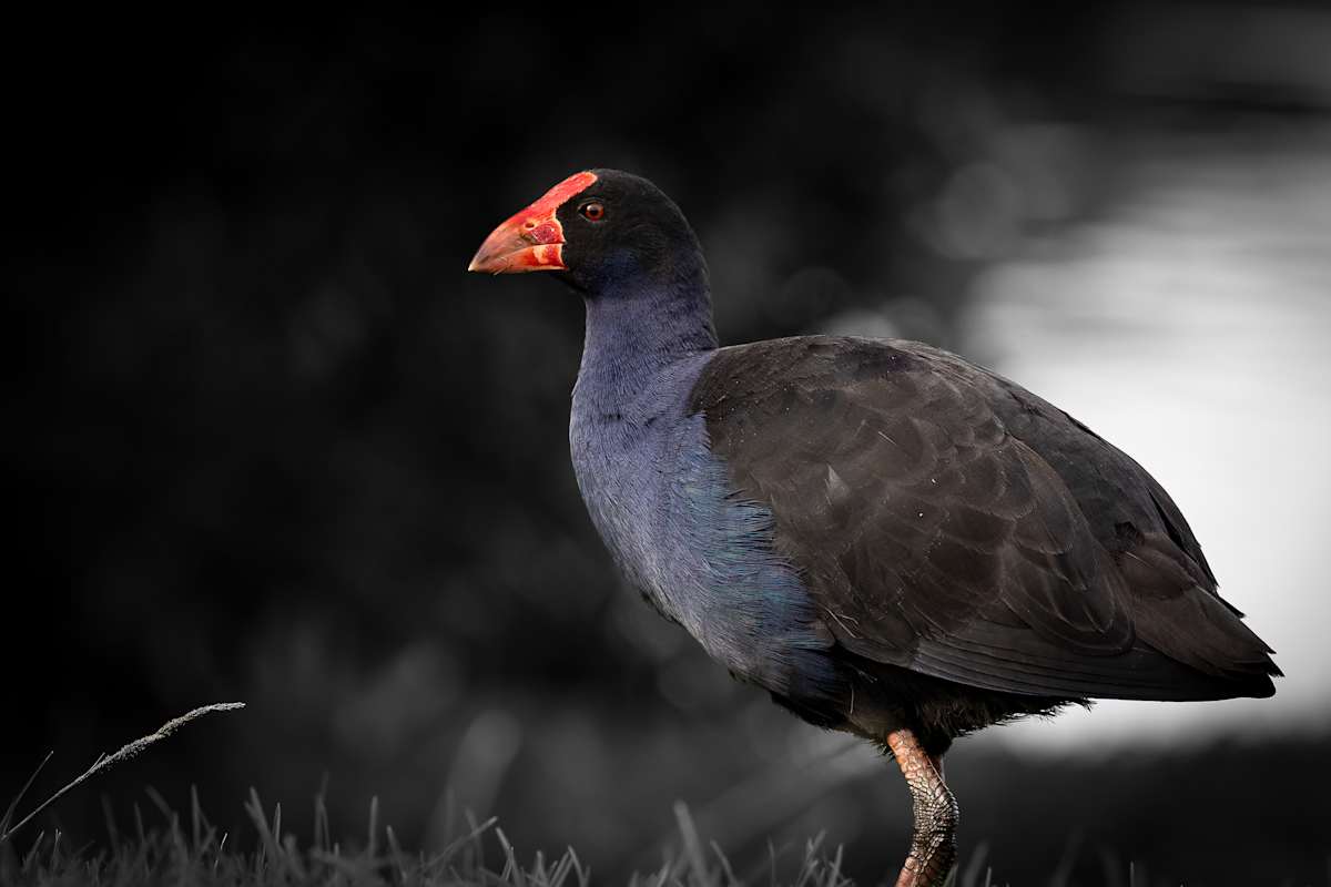Posing Pukeko by EB Photography 