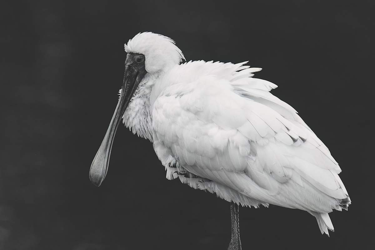 Balancing Spoonbill by EB Photography 