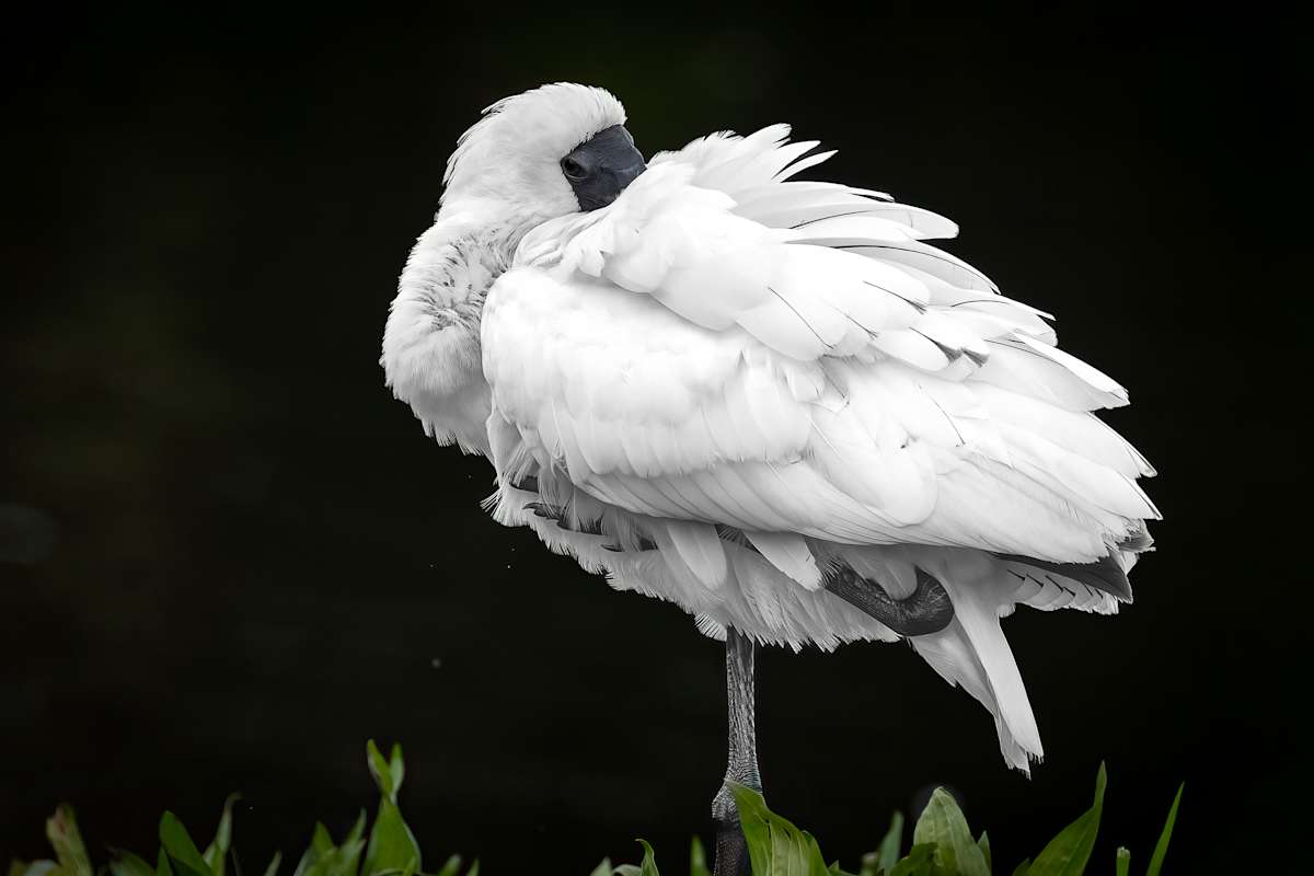 Shy Spoonbill by EB Photography  Image: Spoonbill posing for the camera with a black background