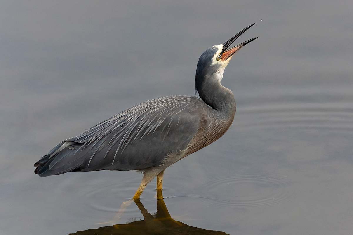 Happy Heron by EB Photography 