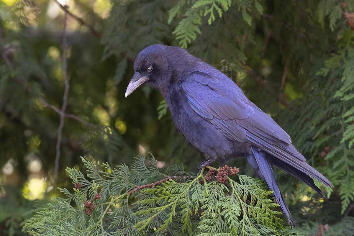 Contemplative Raven by EB Photography  Image: Raven sitting on a fir tree branch at Stanley Park