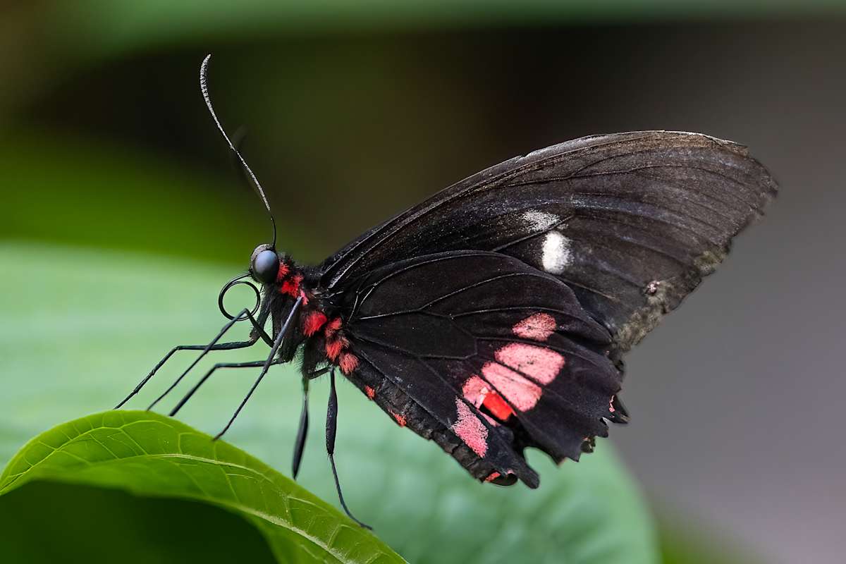 Ruby-spotted swallowtail by EB Photography 