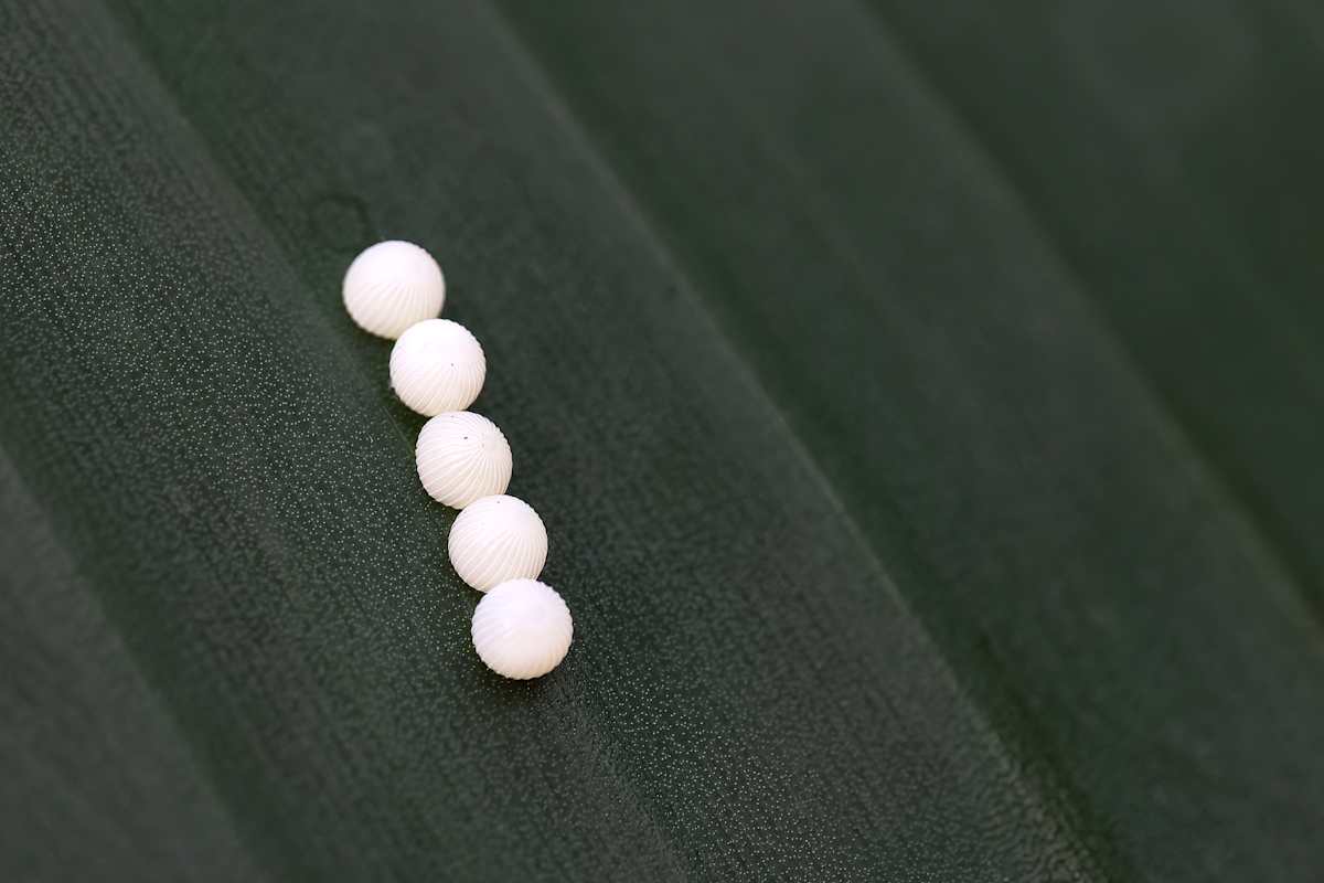 Butterfly eggs by EB Photography  Image: Butterfly eggs on a leaf
