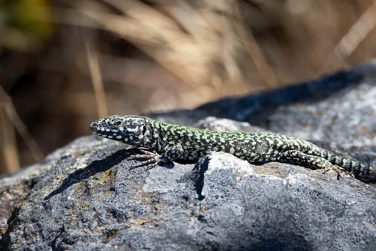 Sunning in the sun by EB Photography  Image: Common green spotted wall lizard on rock at Elk/Beaver Lake, Vancouver Island