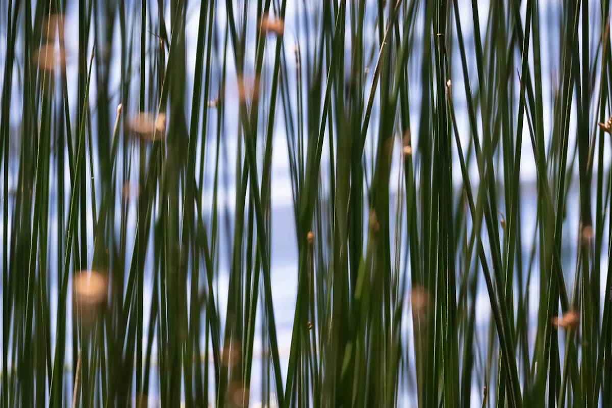 Elk Lake reeds by EB Photography 