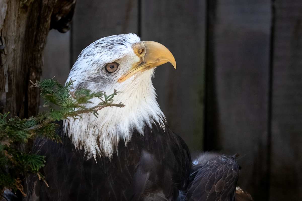 Am I handsome? by EB Photography 