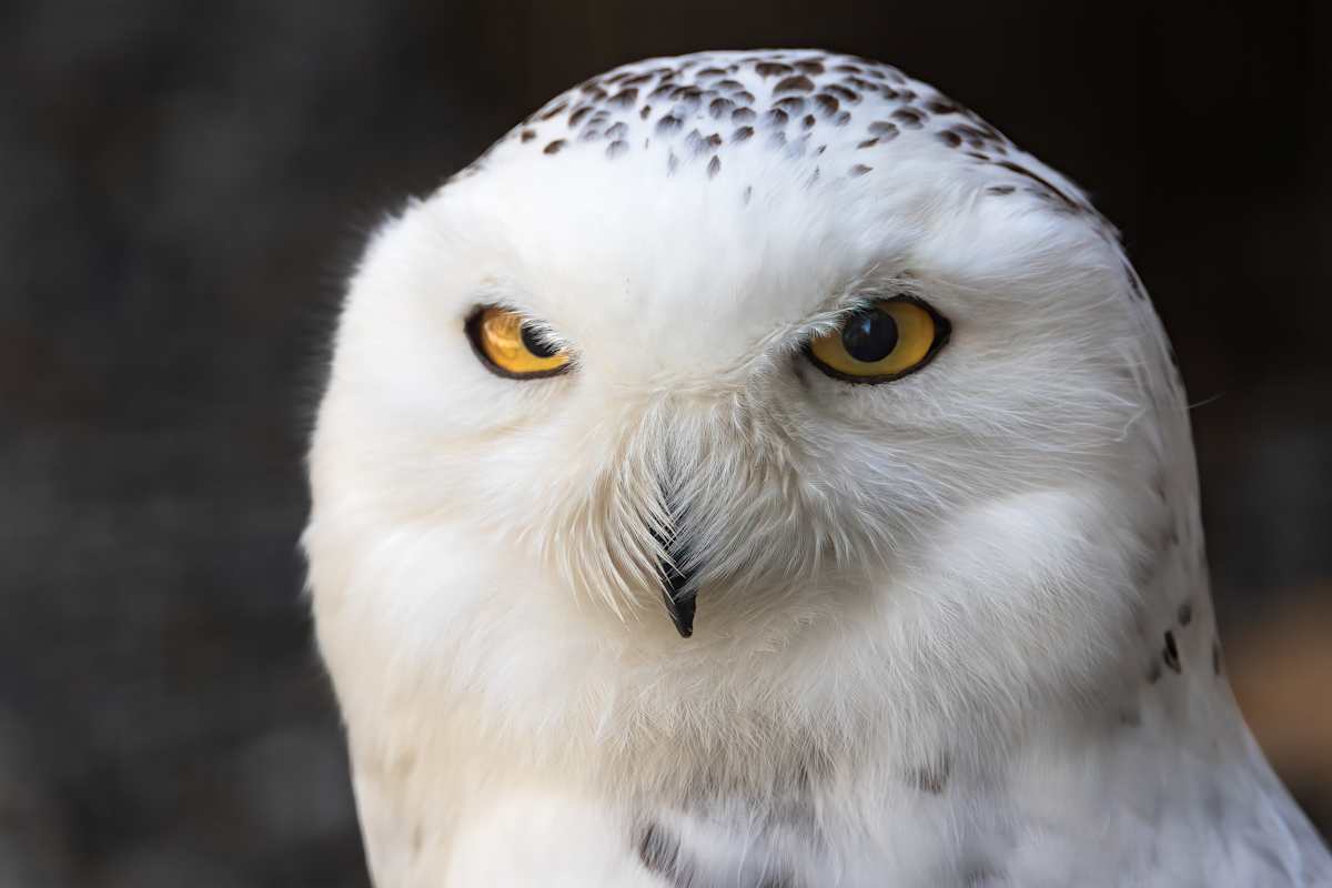 Angry Owl by EB Photography 
