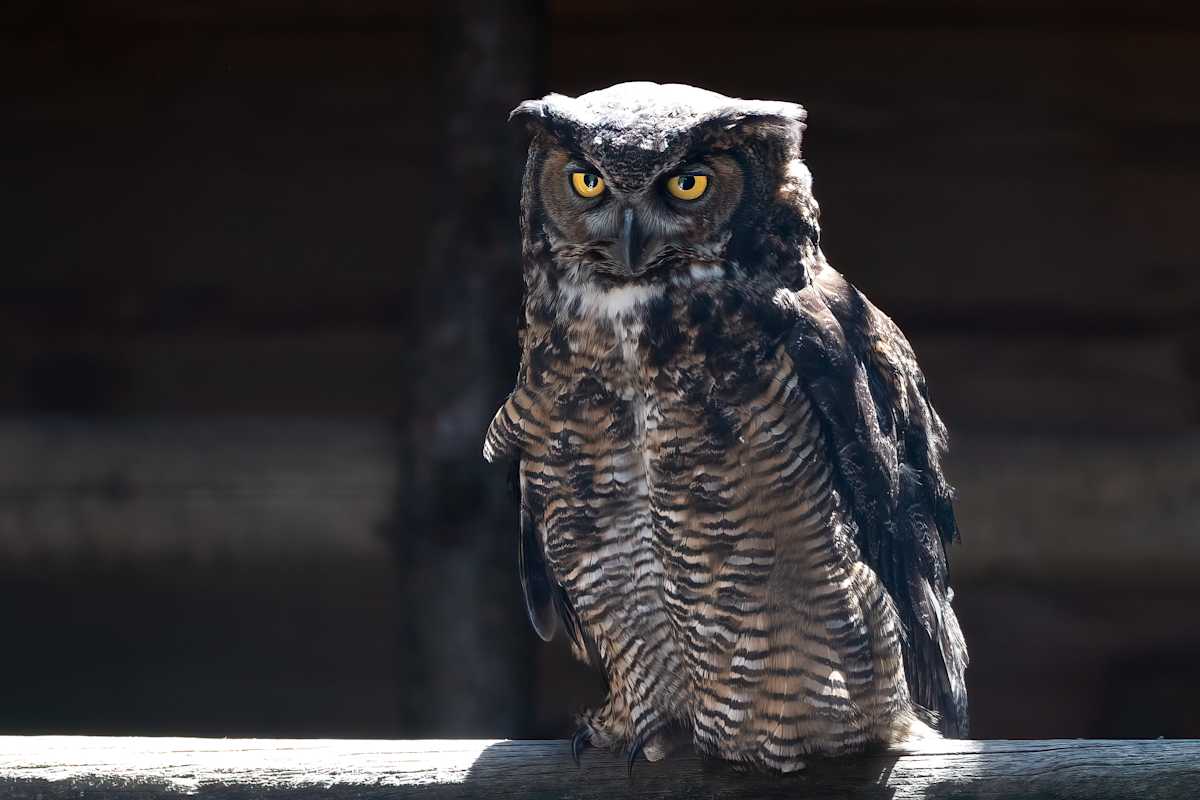 Majestic Great Horned Owl by EB Photography 