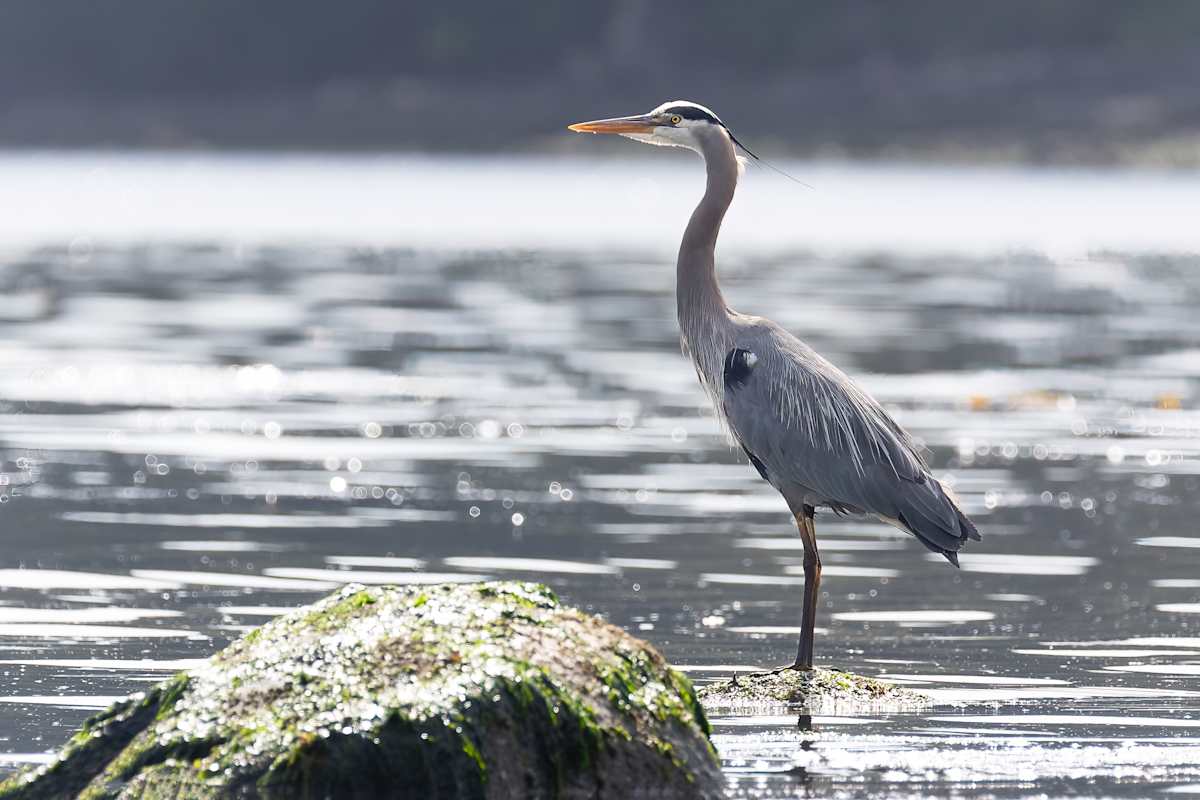 Morning contemplation by EB Photography 