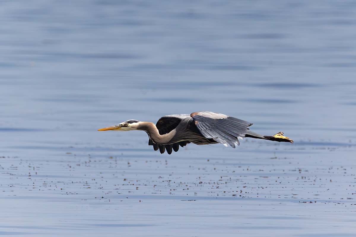 Aerodynamic perfection by EB Photography 