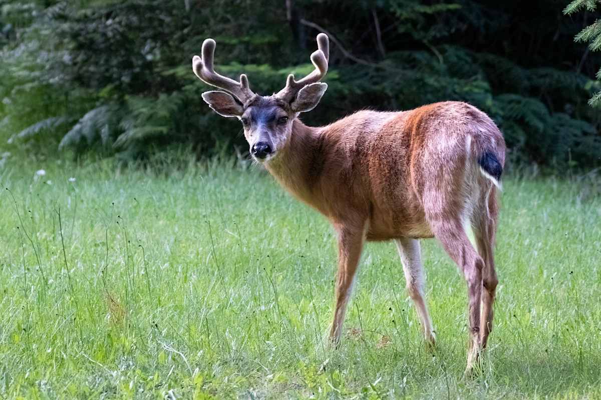 Like a deer in the headlights by EB Photography  Image: Black-tailed deer with antlers in front of house looking at camera