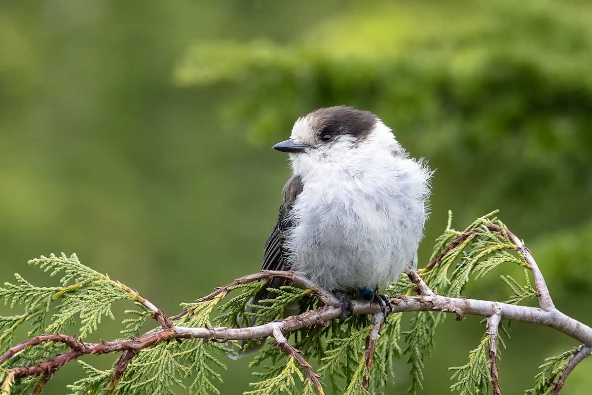 Canada Jay by EB Photography  Image: Canada Jay sitting in a tree at Mt Washington, Vancouver Island