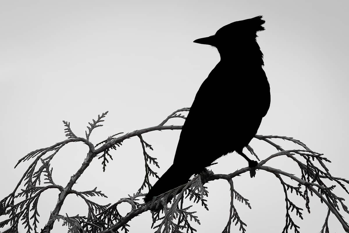 Stella silhouette by EB. Photography 
