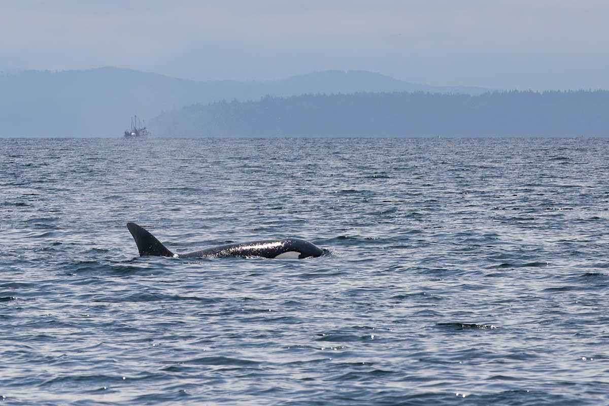 Glistening in the sun by EB Photography  Image: Orca swimming in waves with boat in the background near Comox, Vancouver Island