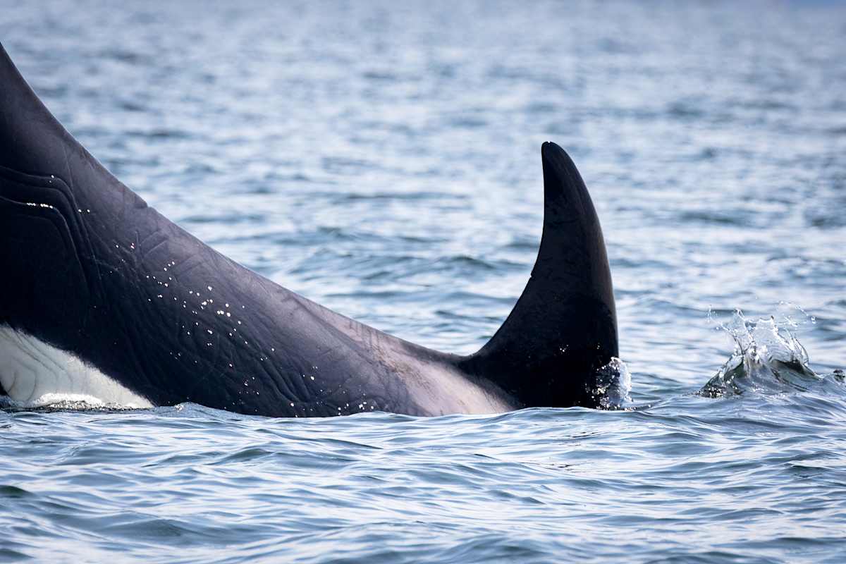 Dorsal fin by EB Photography 