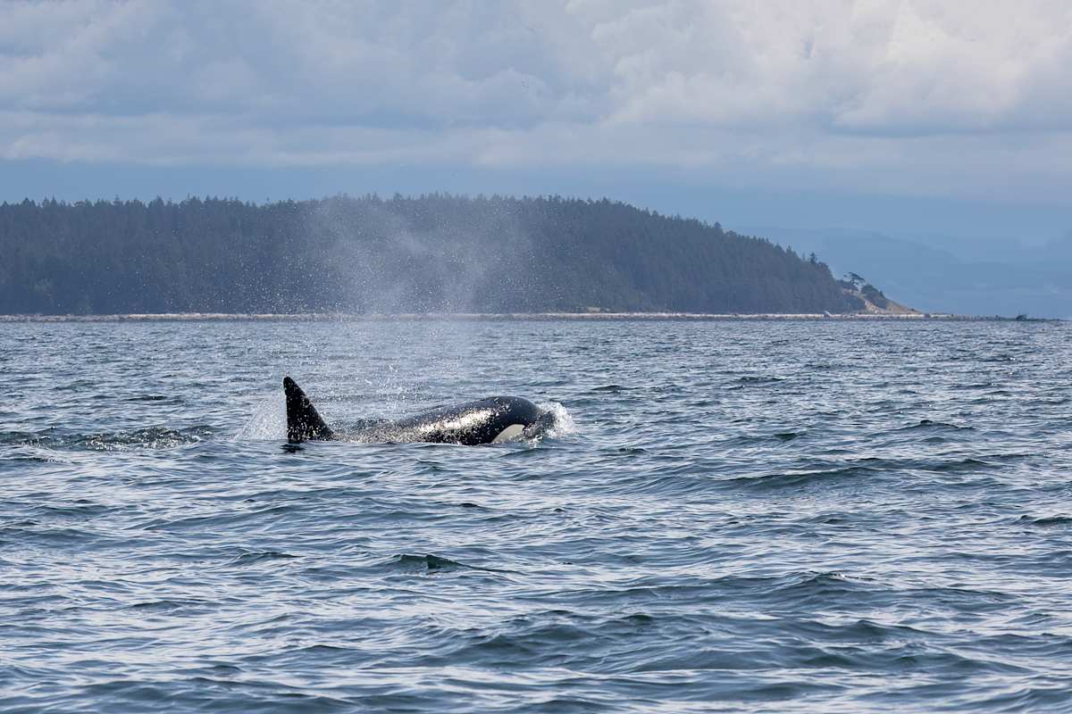 Sunshine swimmer by EB Photography  Image: Orca with dorsal fin visible swimming in front of island near Comox, Vancouver Island