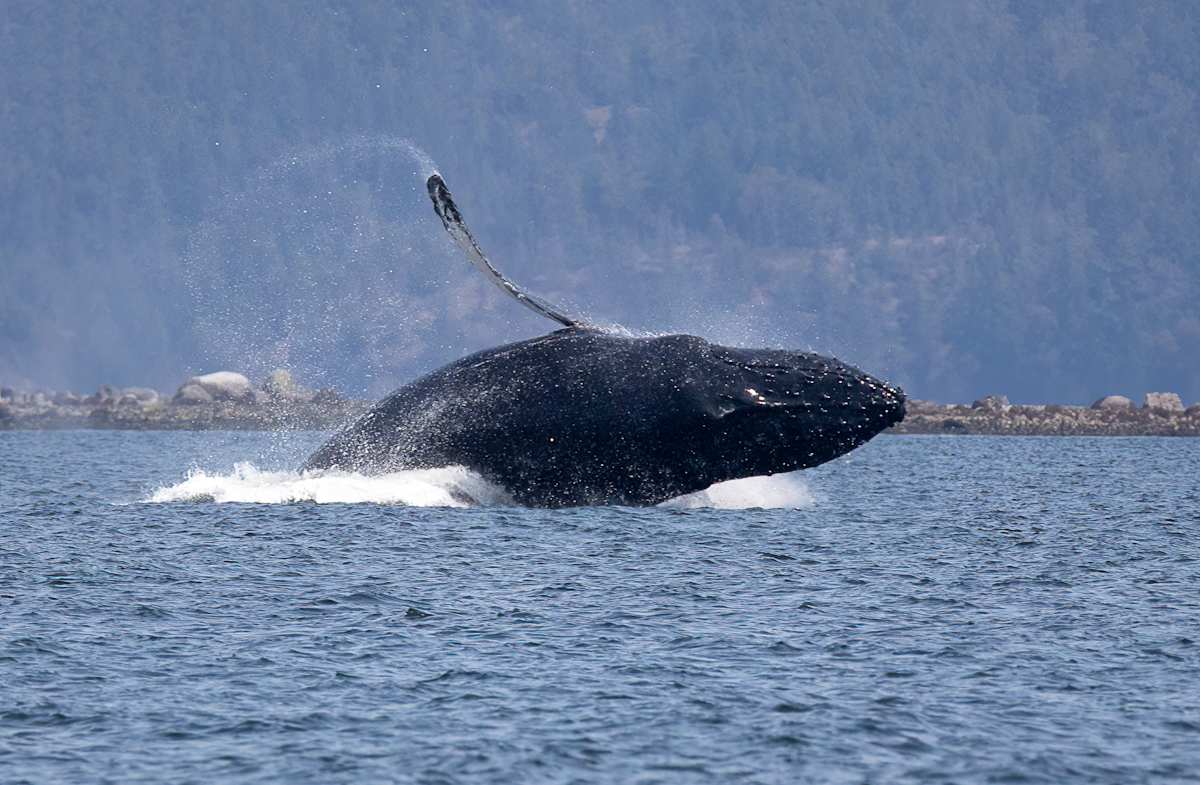 Breaching by EB Photography 