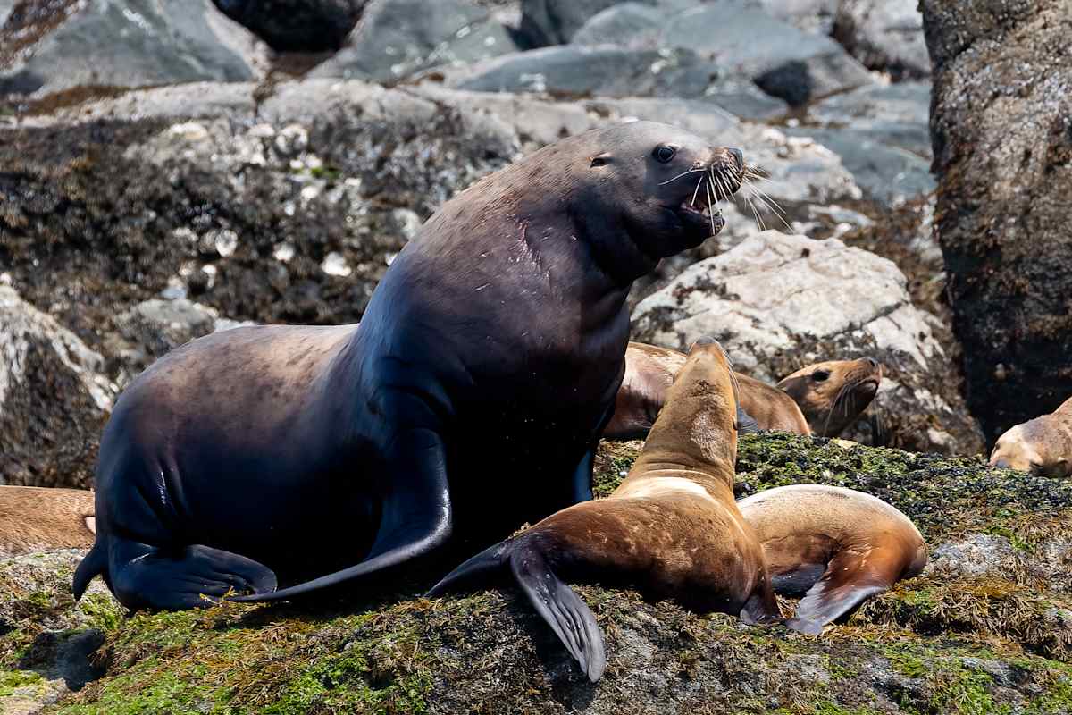 Big bully by EB Photography  Image: Large seal standing over a smaller seal near Comox, Vancouver Island