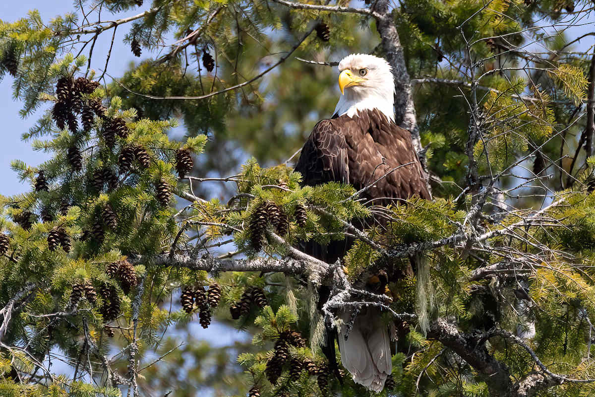 Grumpy guard by EB Photography  Image: Bald Eagle sitting in tree, Comox, Vancouver Island