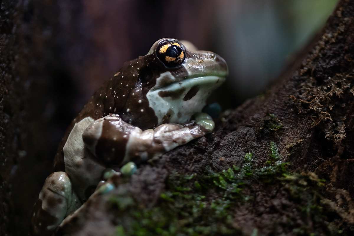 Kermit by EB Photography 