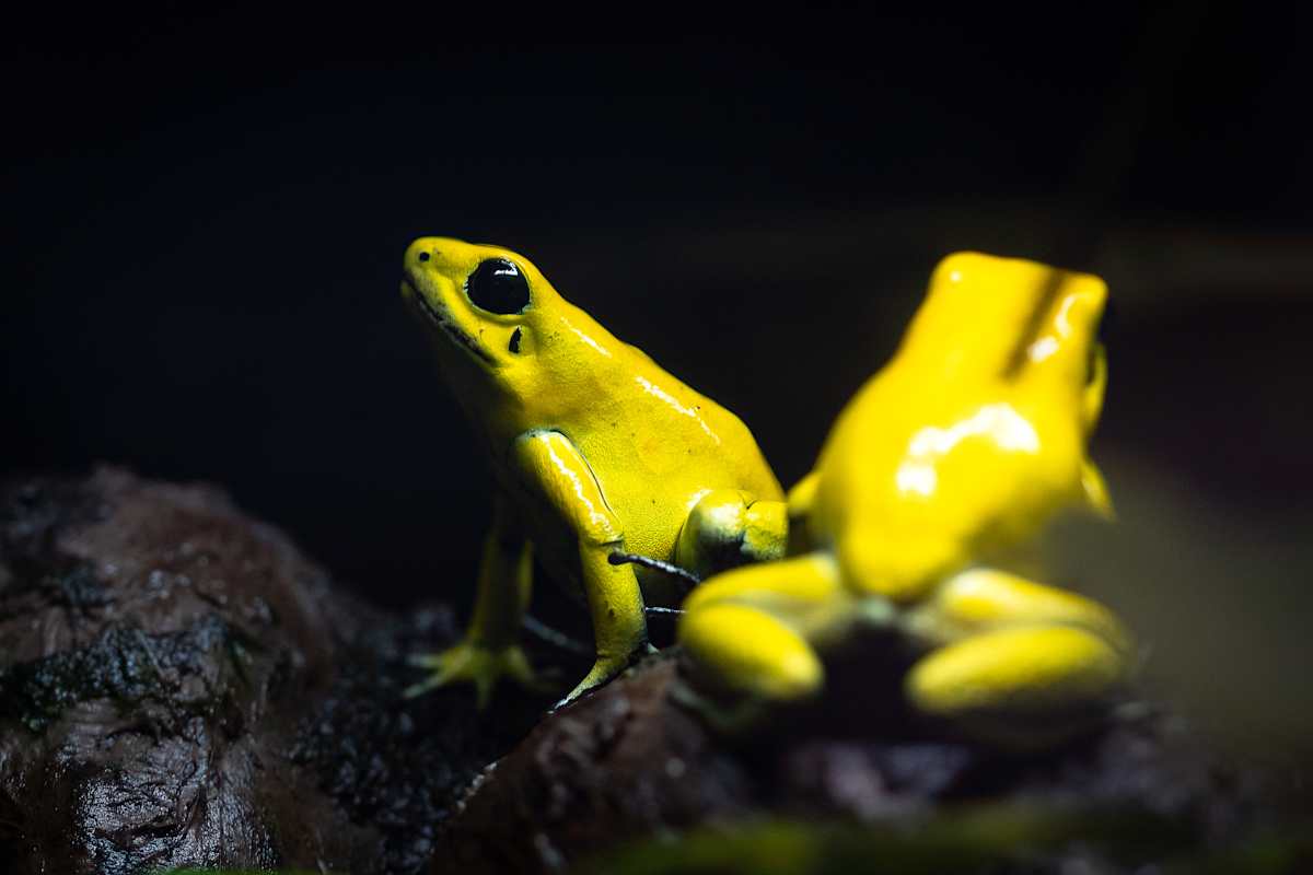 Poisonous yellow dart frog by EB Photography 