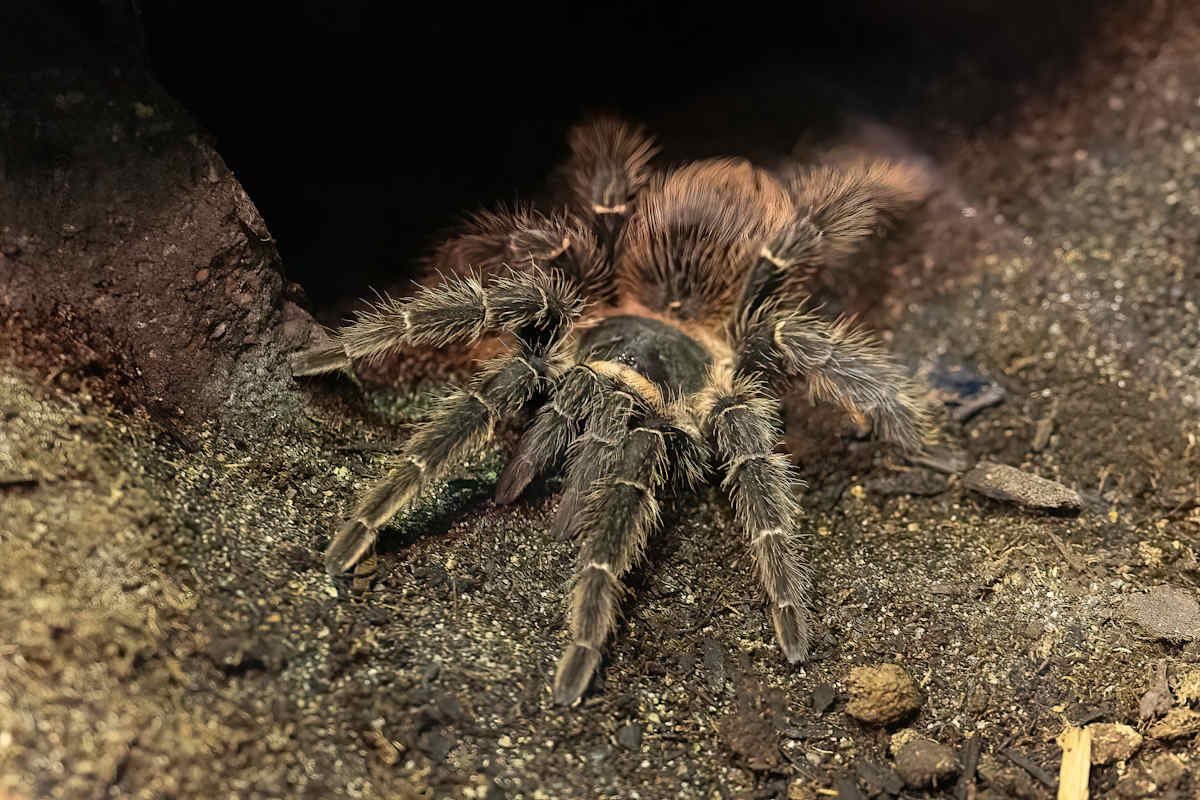 Creepy crawly by EB Photography 