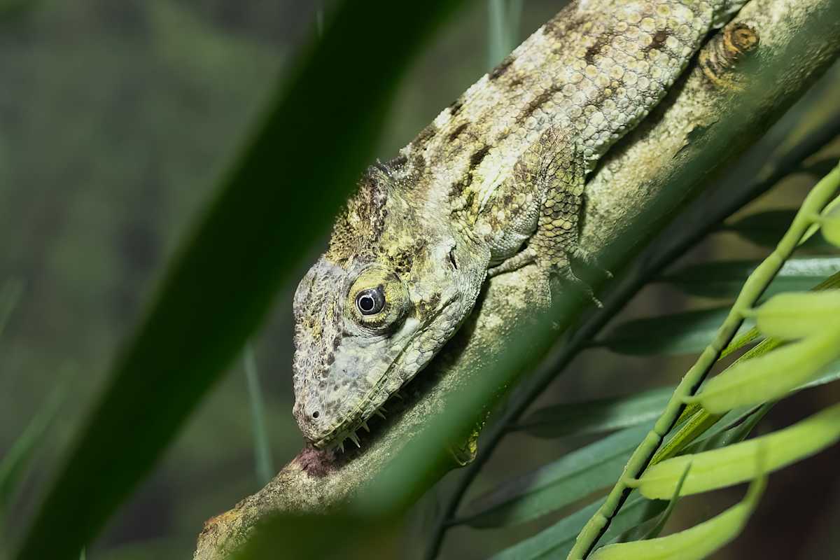 Oh, I've been seen! by EB Photography  Image: Green lizard sitting on stick at Vancouver Aquarium
