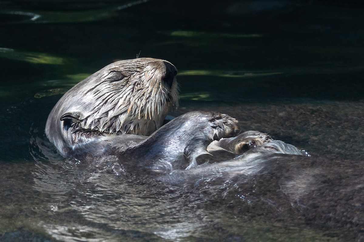 Serene sleeping by EB Photography  Image: Serene sea otter floating on its back, Vancouver Aquarium
