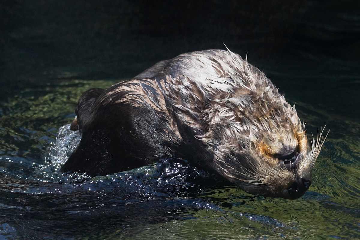 Flying otter by EB Photography  Image: Sea otter diving backwards at Vancouver Aquarium