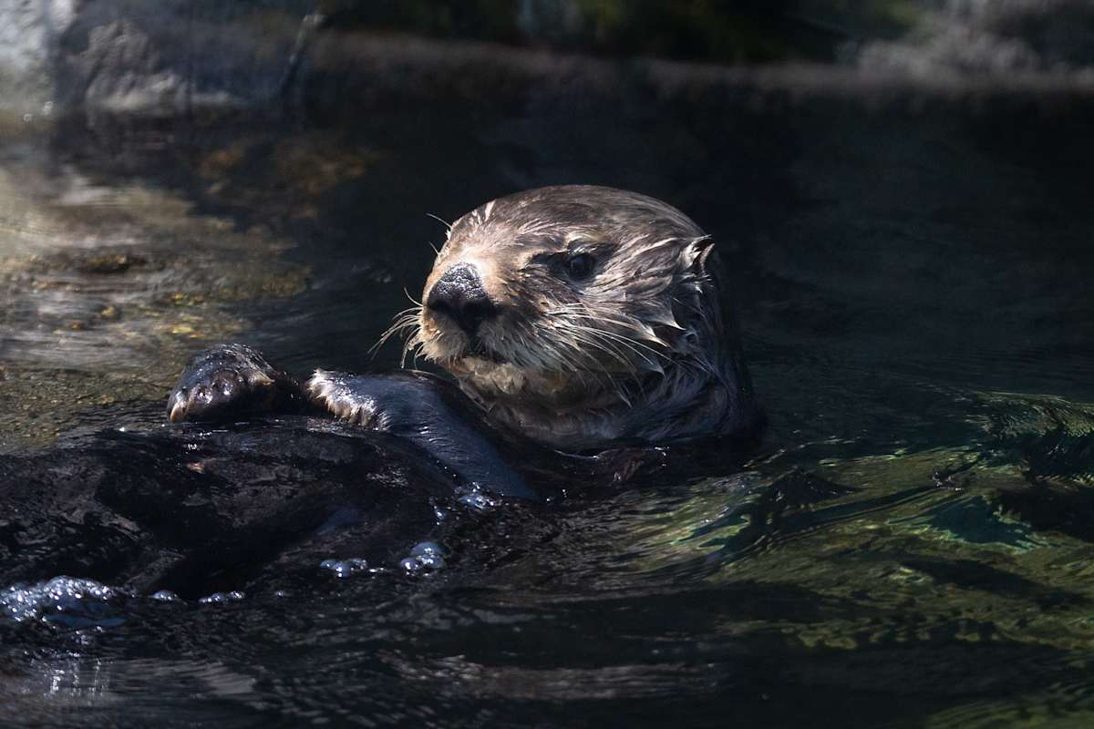 Floating around by EB Photography  Image: Sea otter with head above water looking at camera